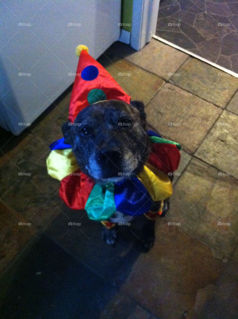 Dog dressed as a circus clown