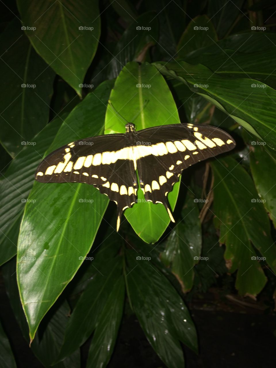 Borboleta noturna