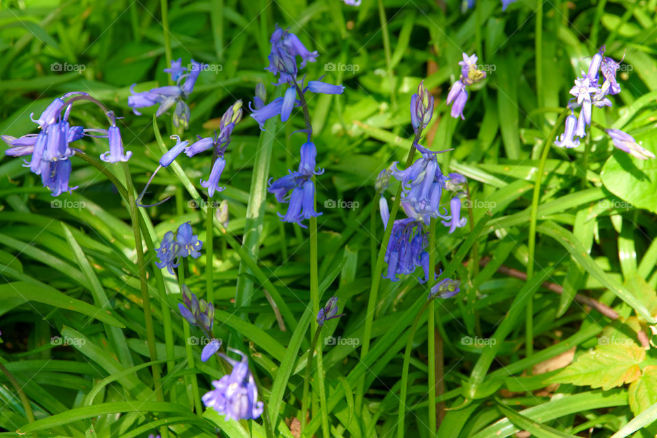 Beautiful blue bells in a meadow