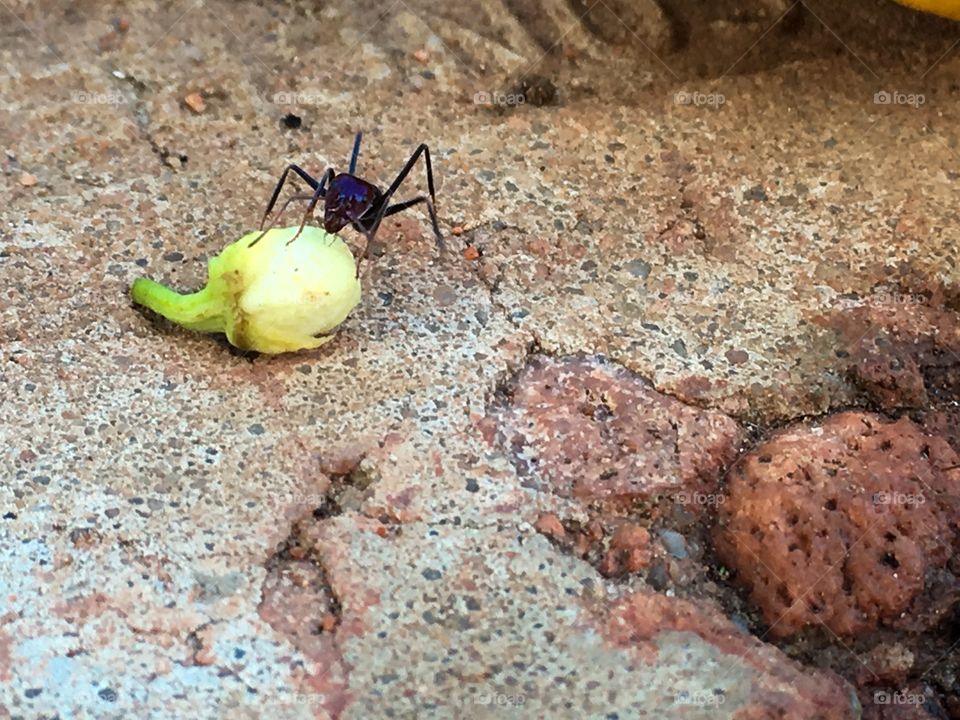 Closeup worker ant feeding on orange blossom 