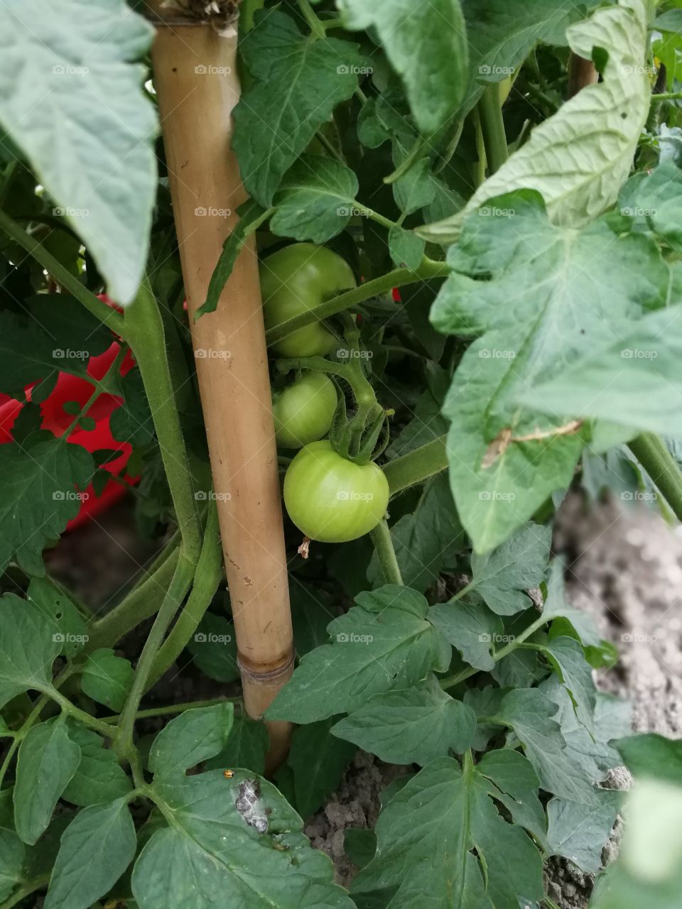 tomates Chine mai 2018