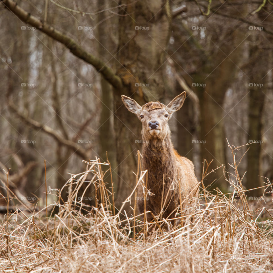 A beautiful deer in the park. Richmond park in London. Sweet animal portrait.