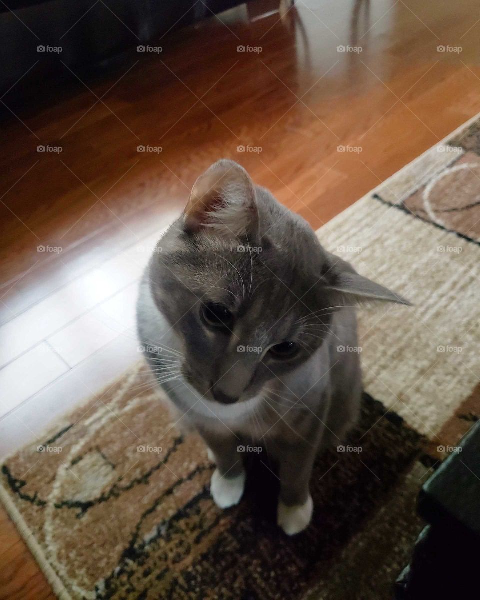 Octavious Tiberious Binxx