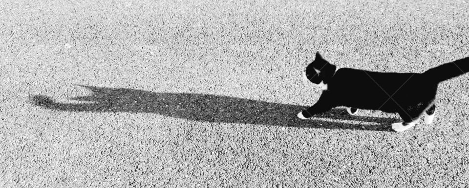 Cat and shadow