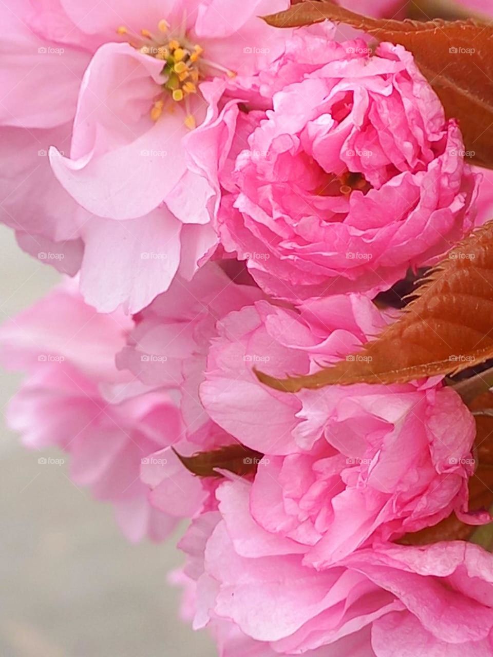 Because of their short flowering period, cherry blossoms are a metaphor for life itself: beautiful yet fleeting.