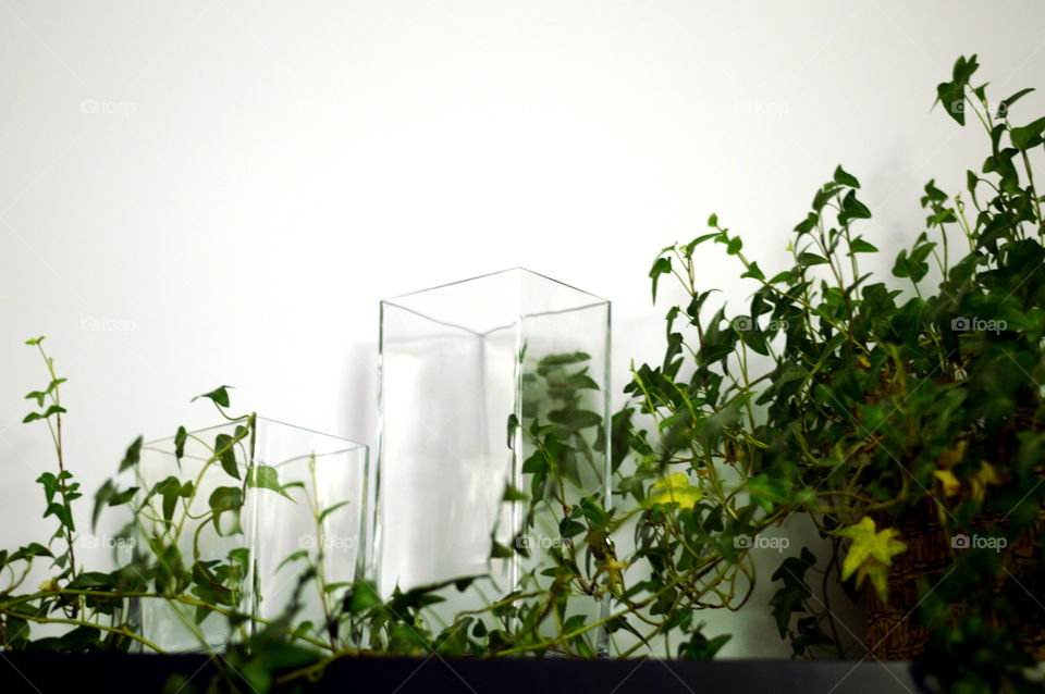 Square shaped vases with a plant around