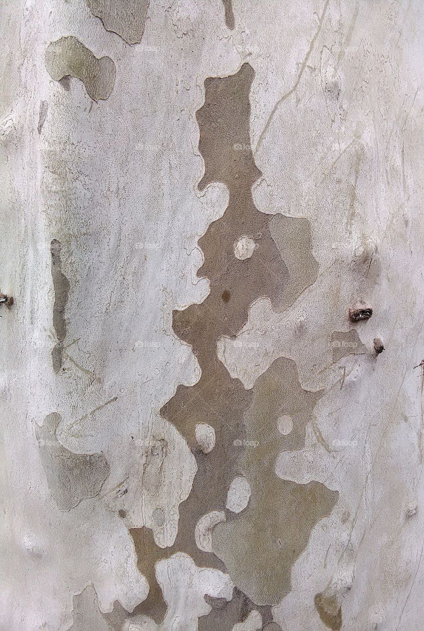 skin of tree 
nature