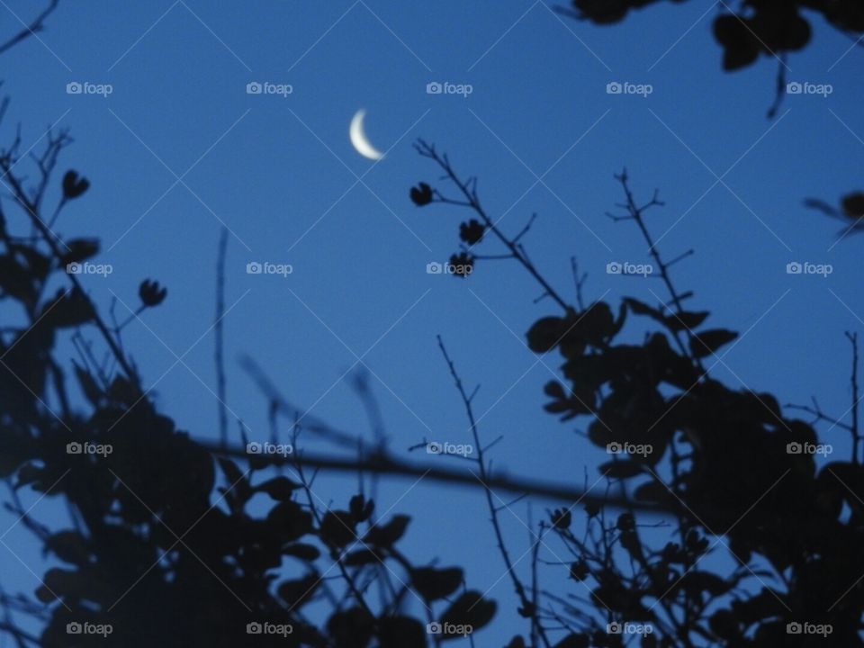 Beautiful cresent moon through the trees