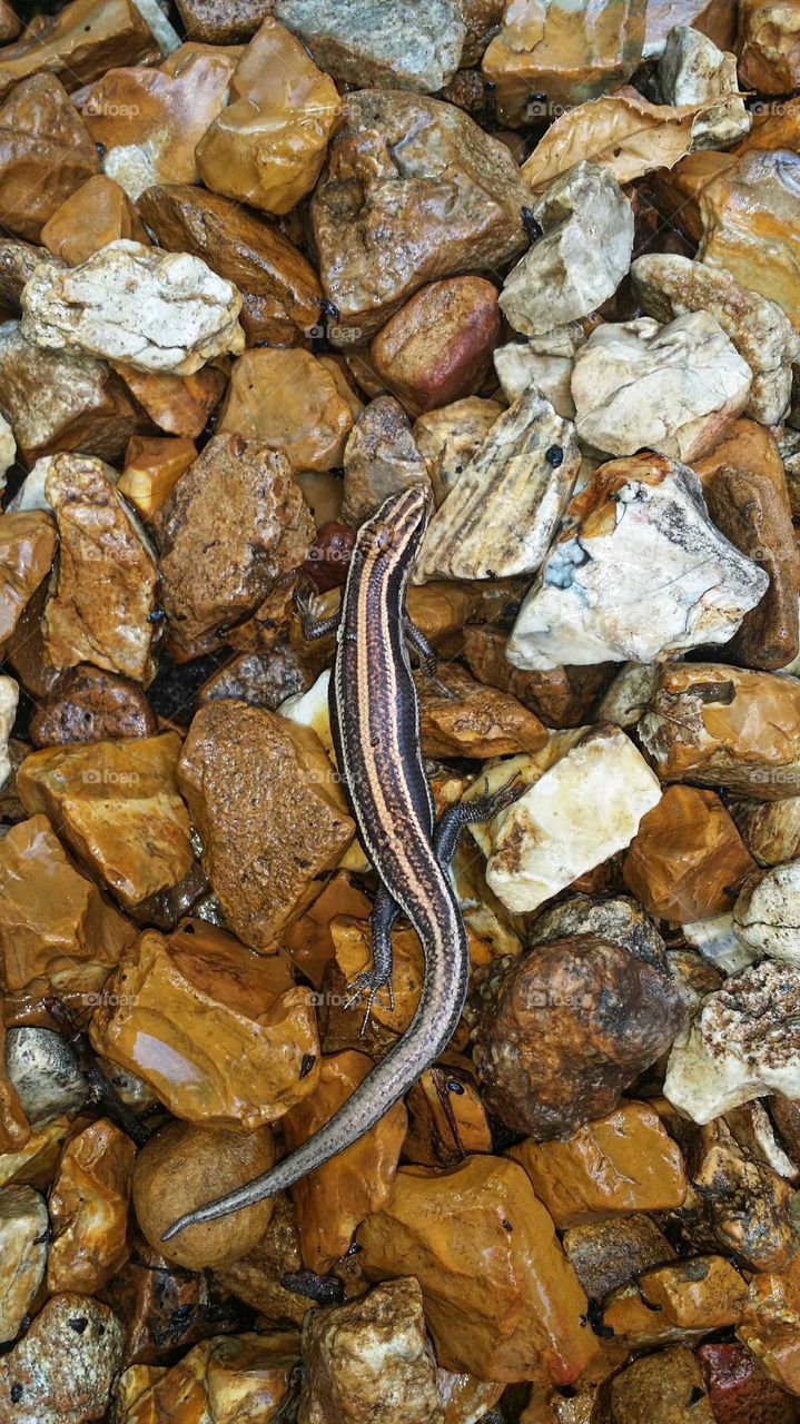 Dewey salamander in the gravel