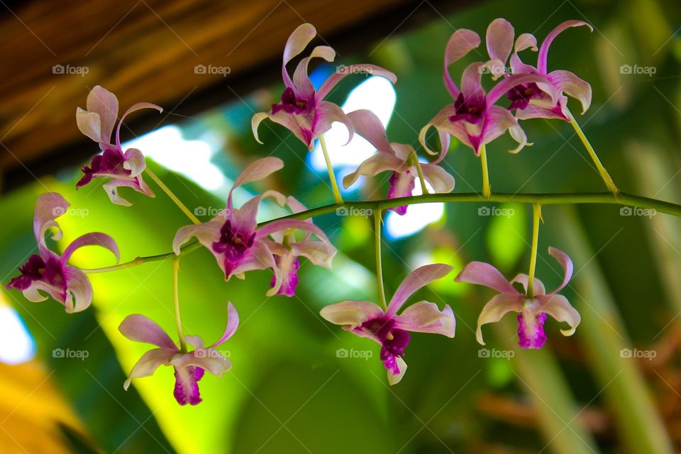 Pink orchids blooming at outdoors