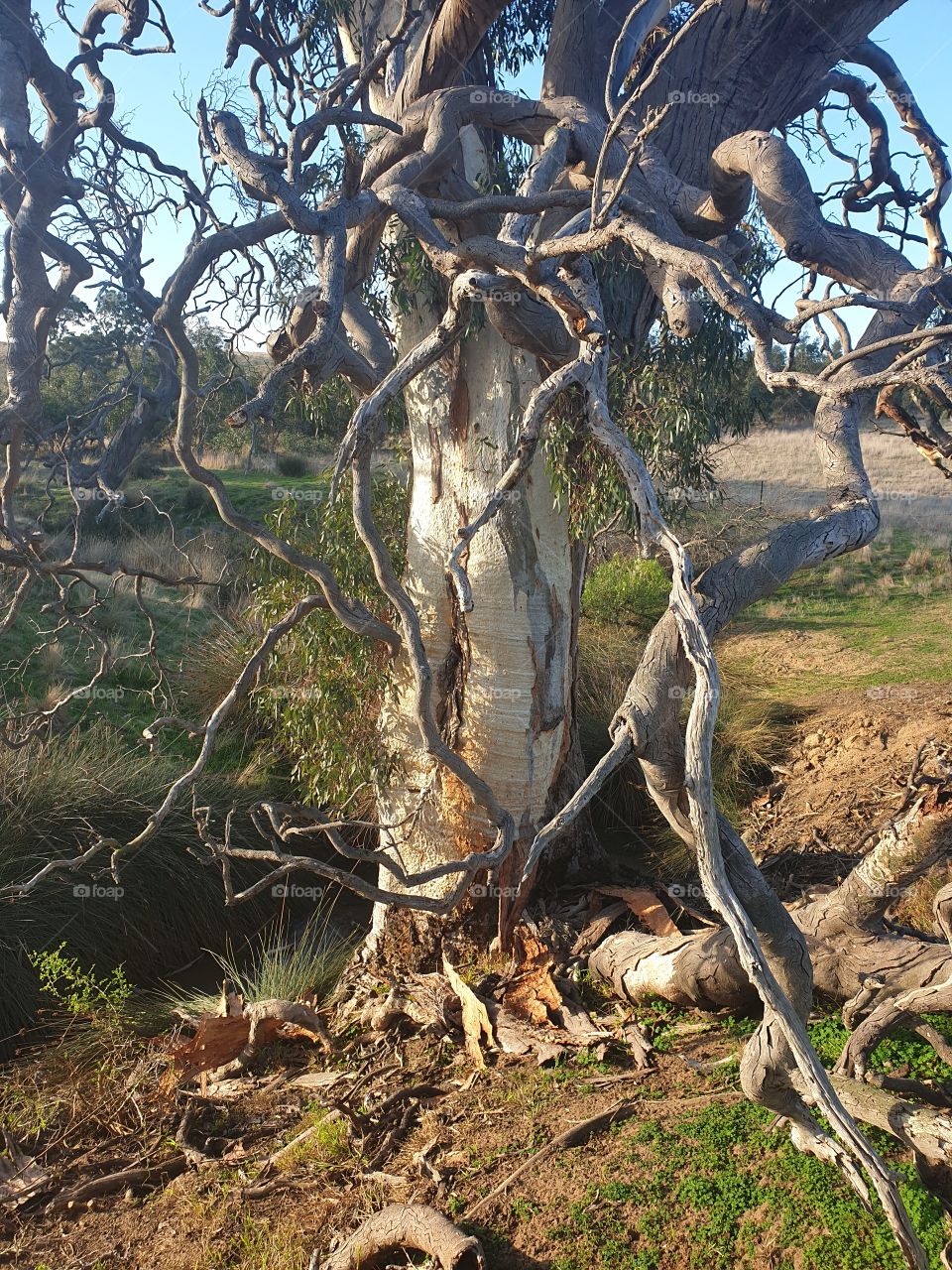 Australian Native Bushland Gumtree