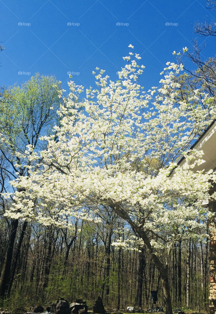 Beautiful dogwood in full bloom. Oh how I have missed that. 