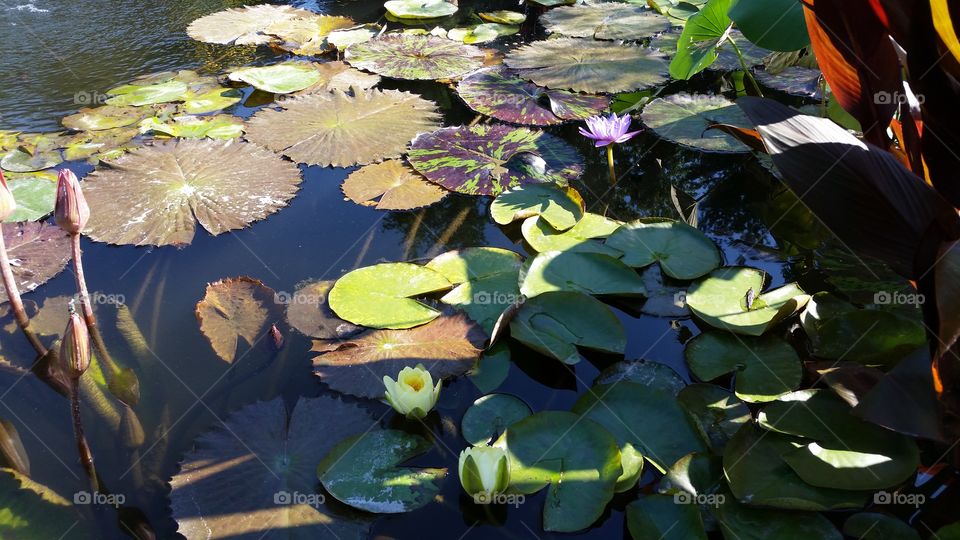 koi pond full of lilly pads
