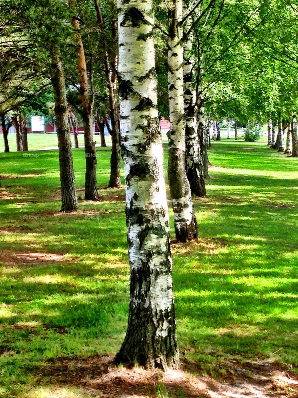 The Beautiful Birch Tree