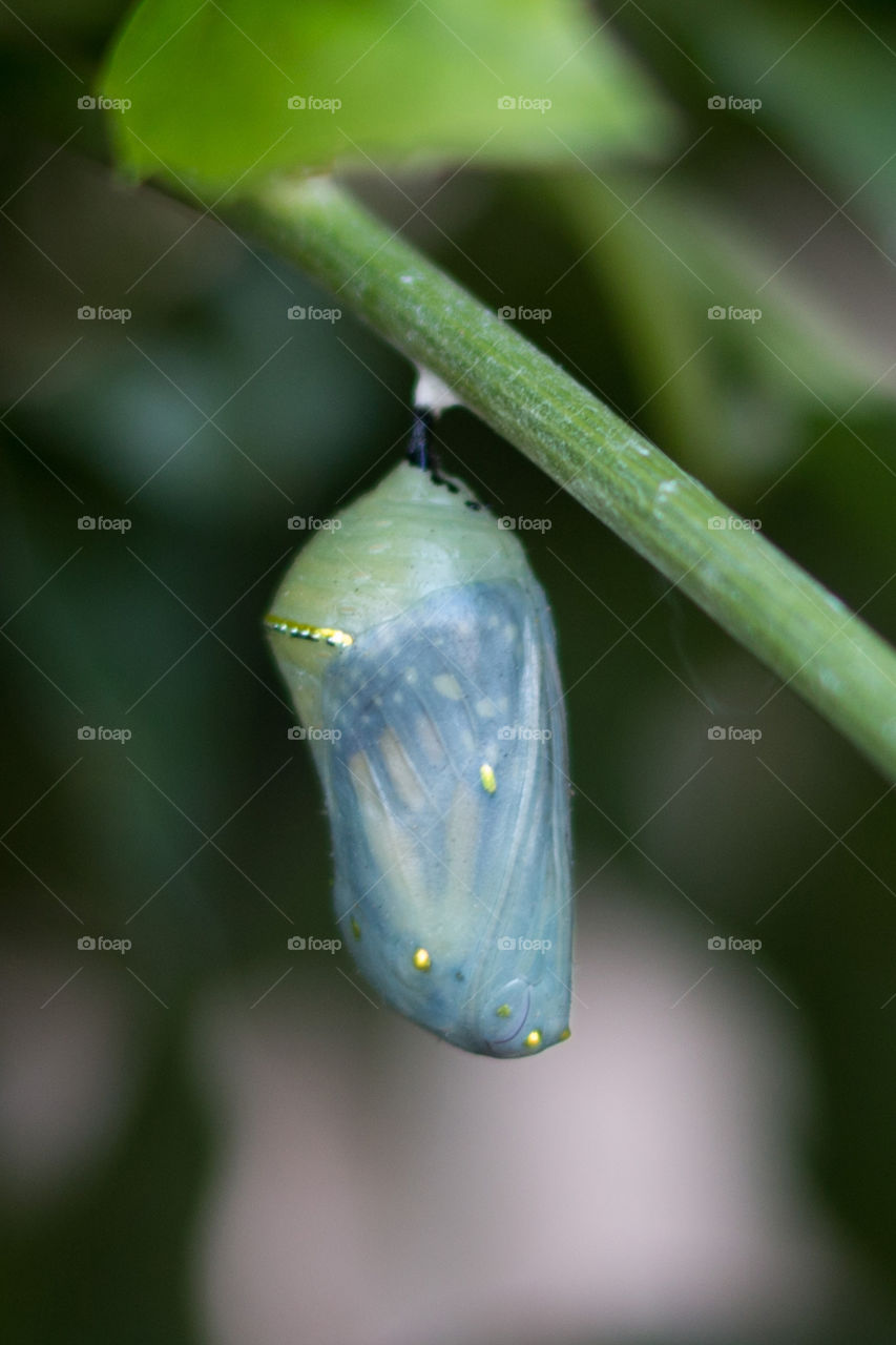 Green cocoon