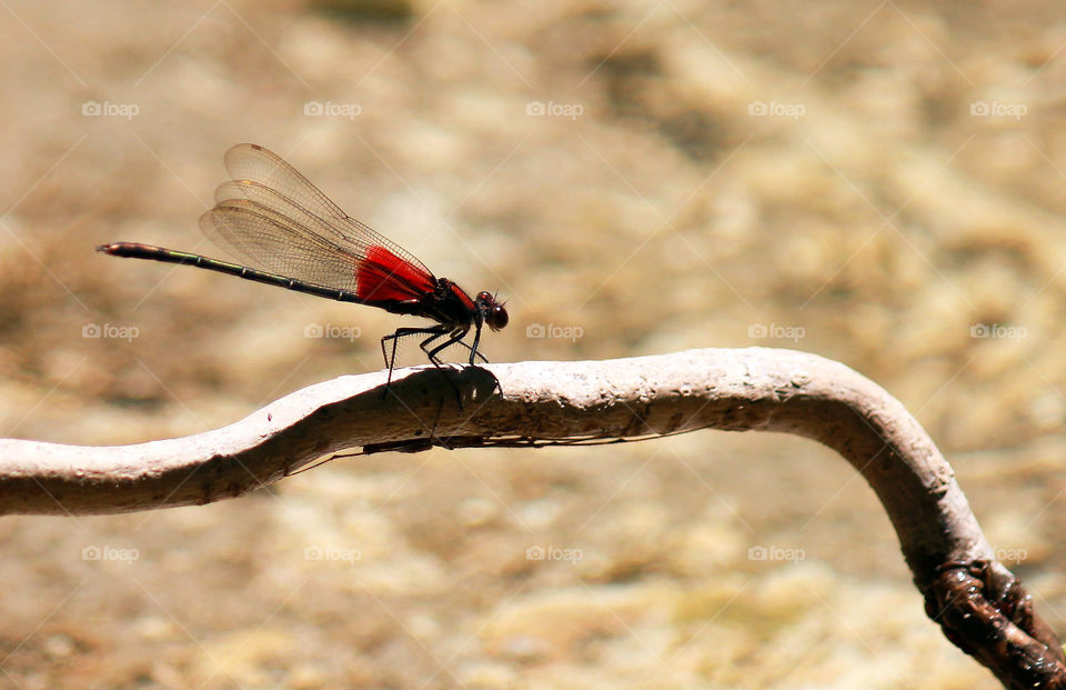 Dragonfly. I had never seen a RED dragonfly. This guy was gorgeous! 