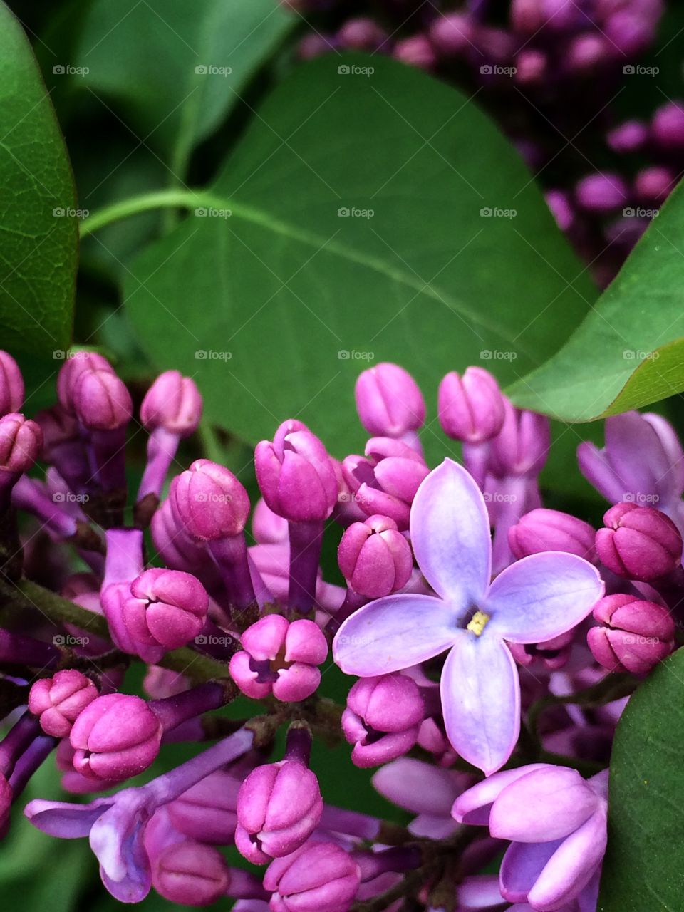 Close up of Lilac flowers 