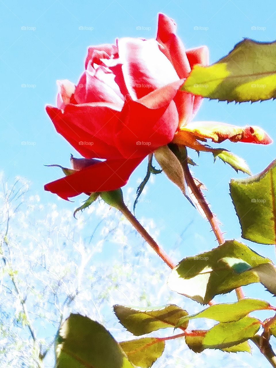 red rose on a sunny day