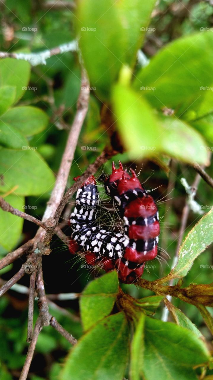 Praying Caterpillar