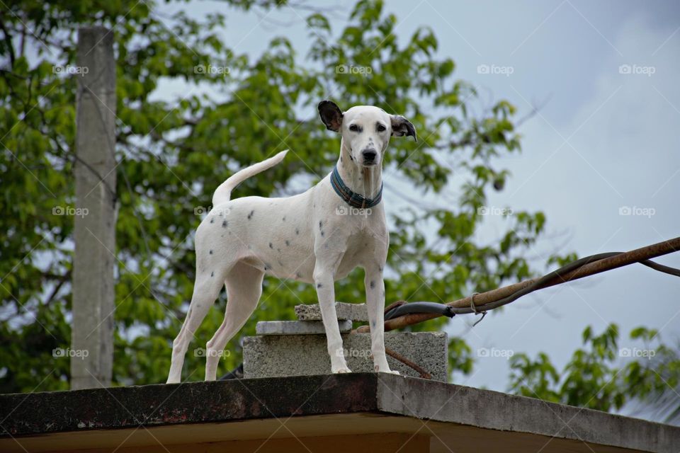 Color: White - Although Dalmatians are known for their striking spotted coats, they are actually born completely white and develop spits from two to four weeks old.