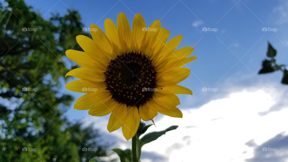 sunflowers 3 colorado