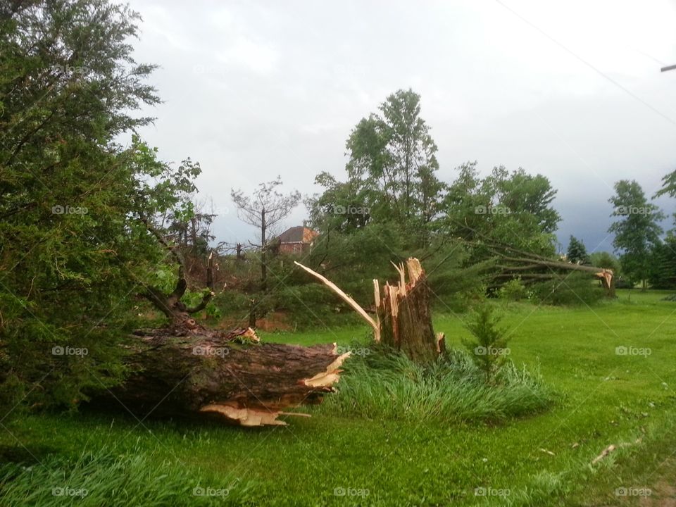 tree hurt from tornado. took a pic of this tree broken from a tornado storm in Angus ontario