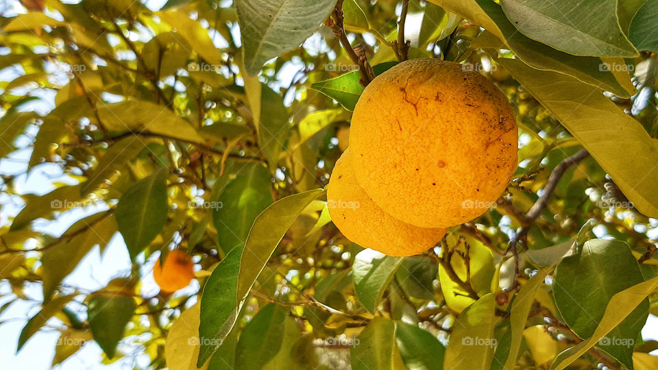 a mandarin tree photographed in the city of Chefchaouen in northern morocco.