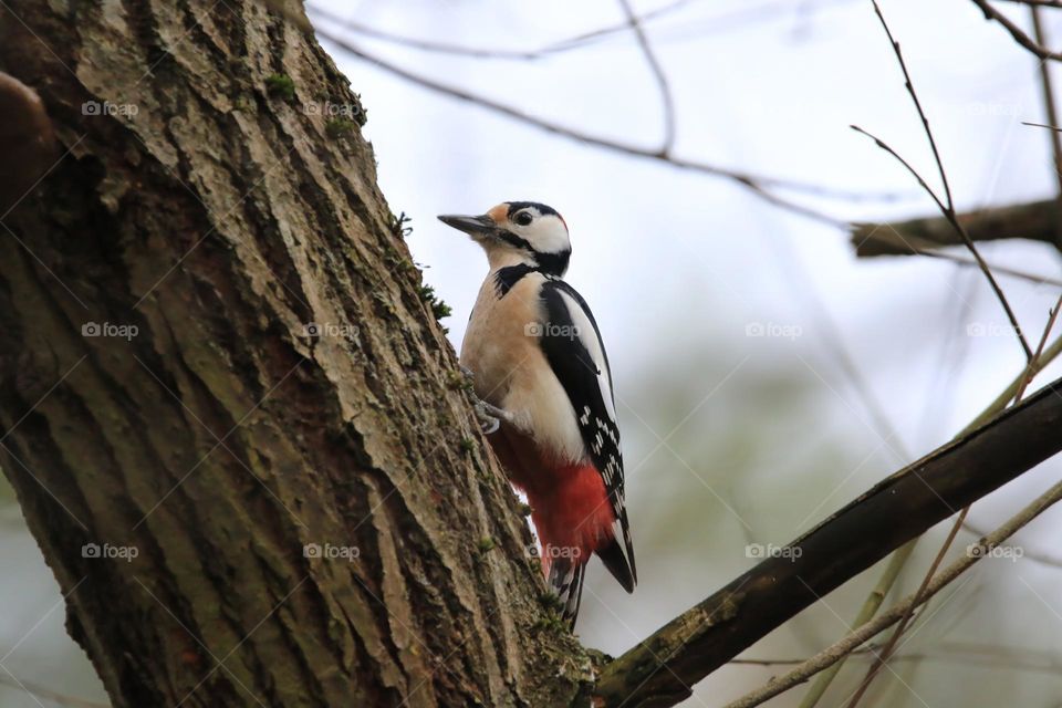 A typical German winter is depicted in this image, with sub-zero temperatures and no snow. The focus is on a woodpecker clinging to a tree. The scene conveys the cold and tranquility of the season.