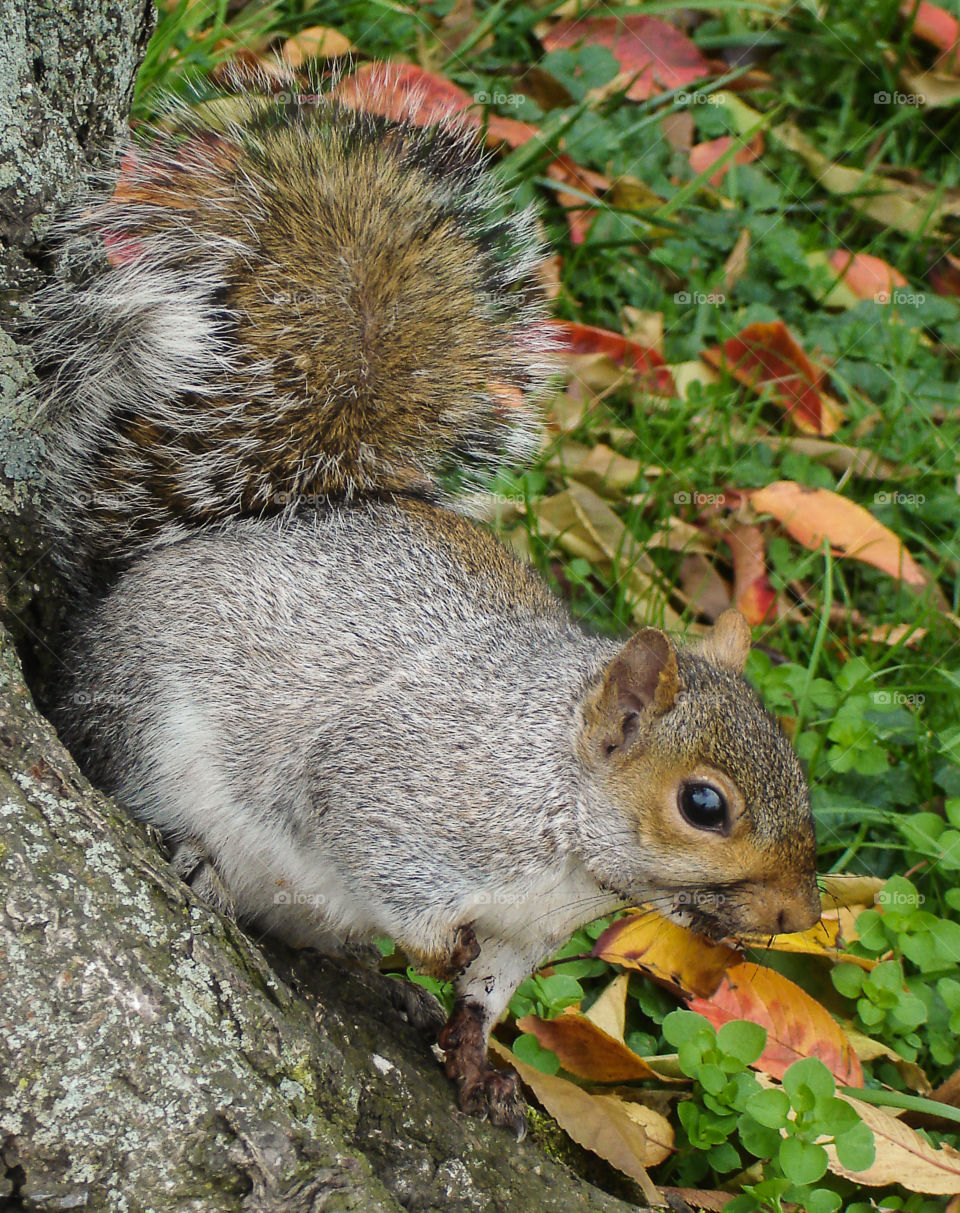 Close-up of a squirrel