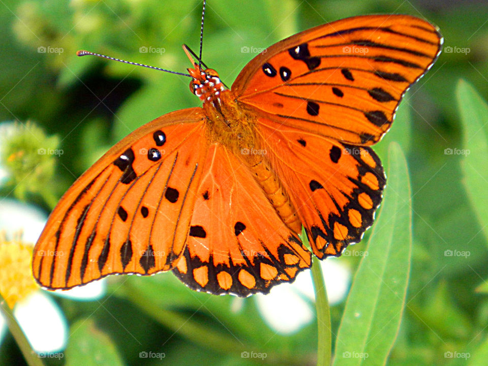 Gulf Fritillary Butterfly feeding on a plant!