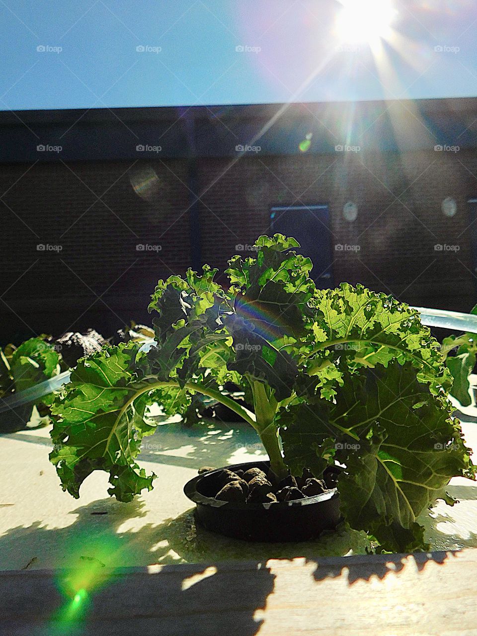Sun rays shining on green vegetable plant