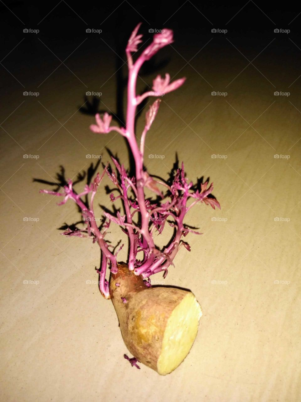 sprouting of a sweet potato