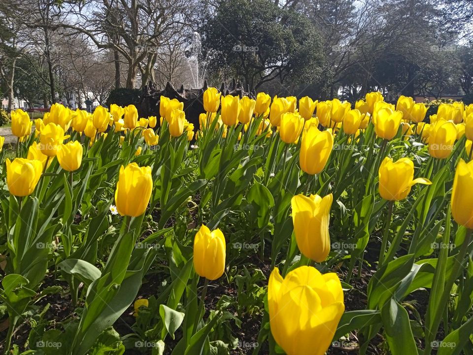 spring flowers