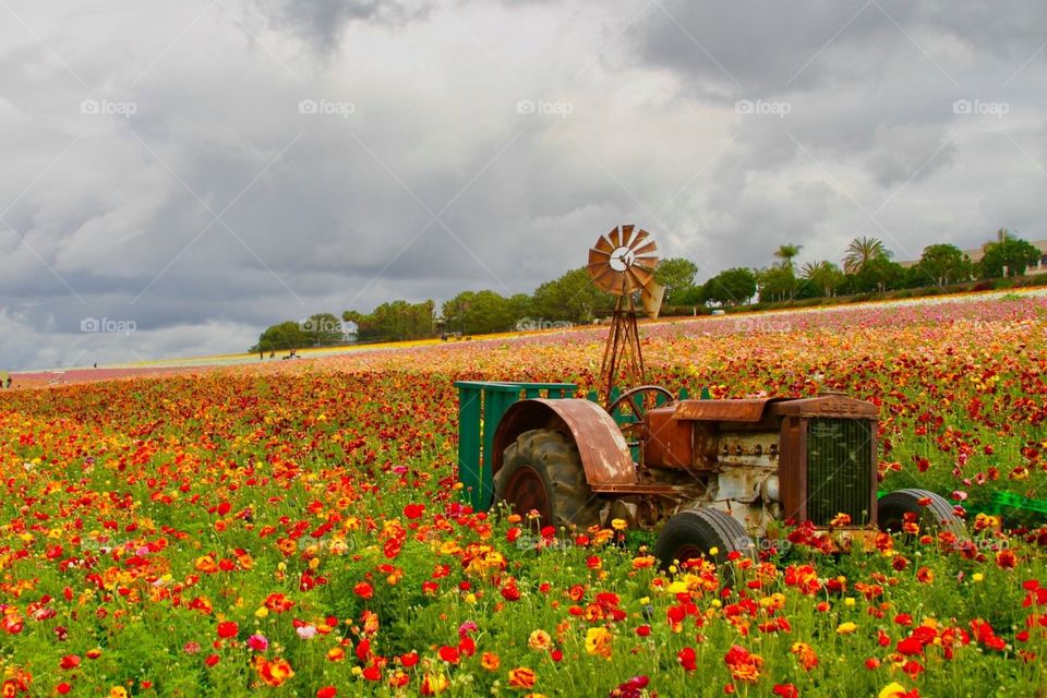 THE FLOWER FIELDS