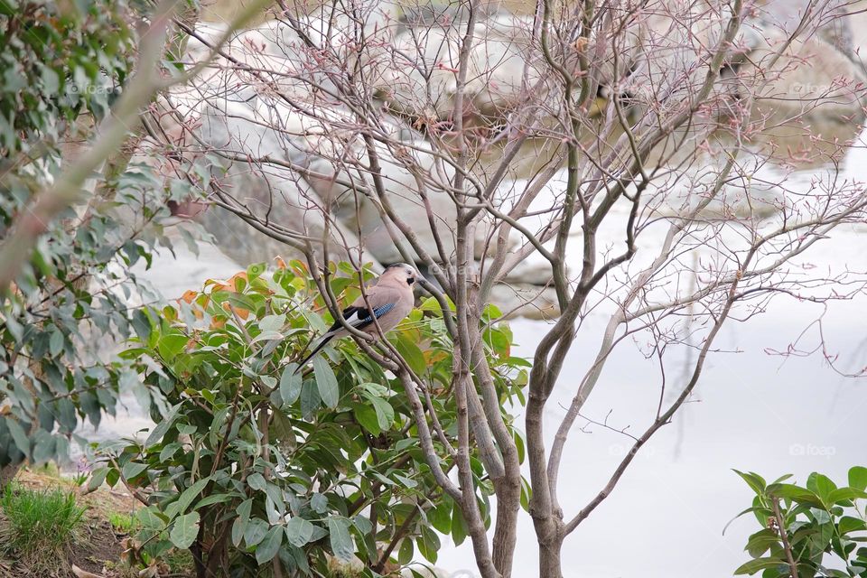 eurasian Jay in the park