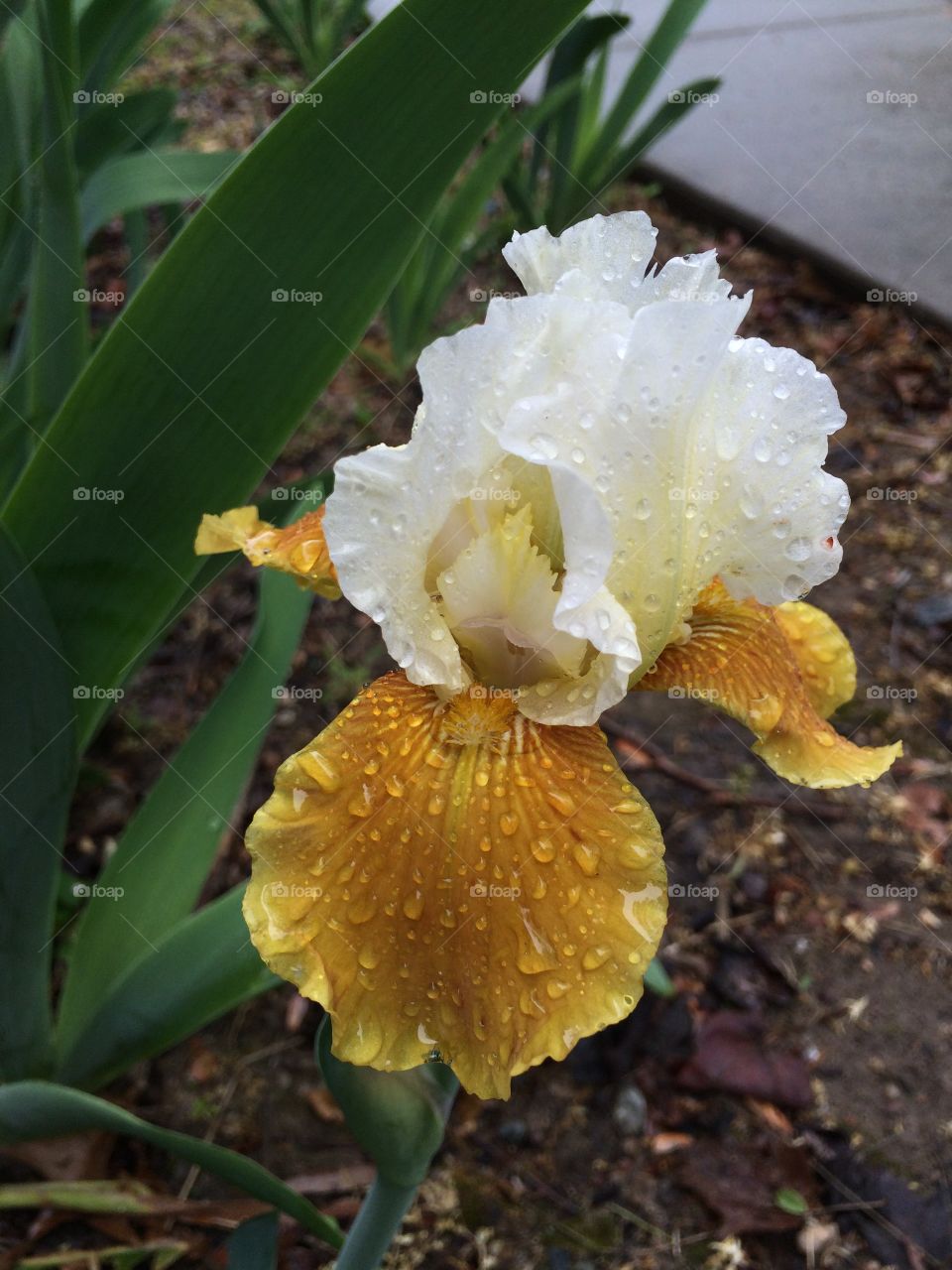 Wet iris 