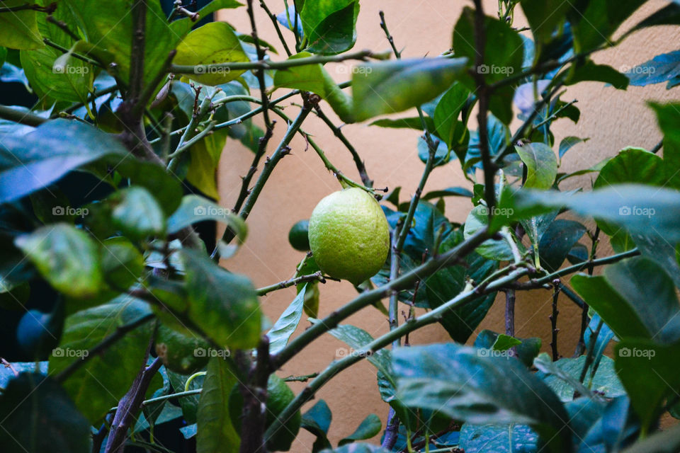 Lime tree and fruit against yellow background