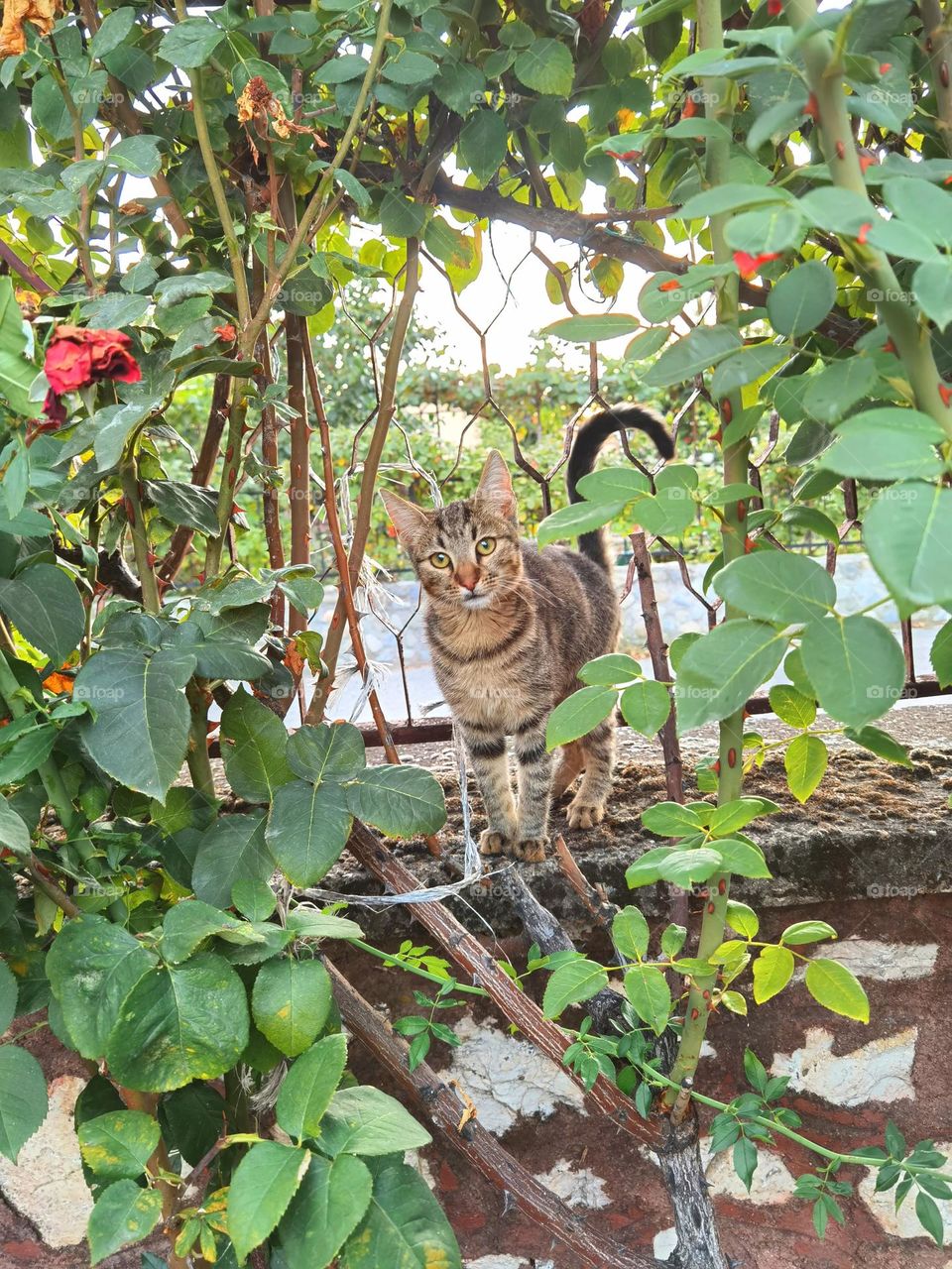 Kitty in my green garden