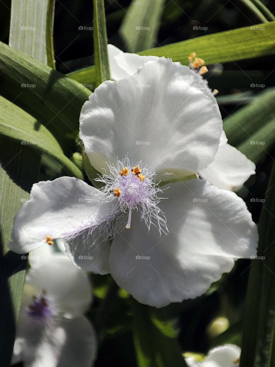 Macro photo of summer plants