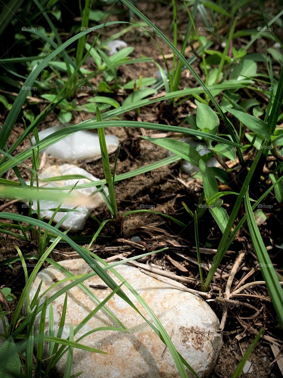 Rocky Path On The Ground Through The Grass Seeing The Soil In The Morning Close-Up.