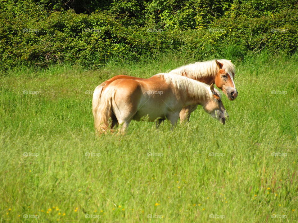 Horses grazing in field