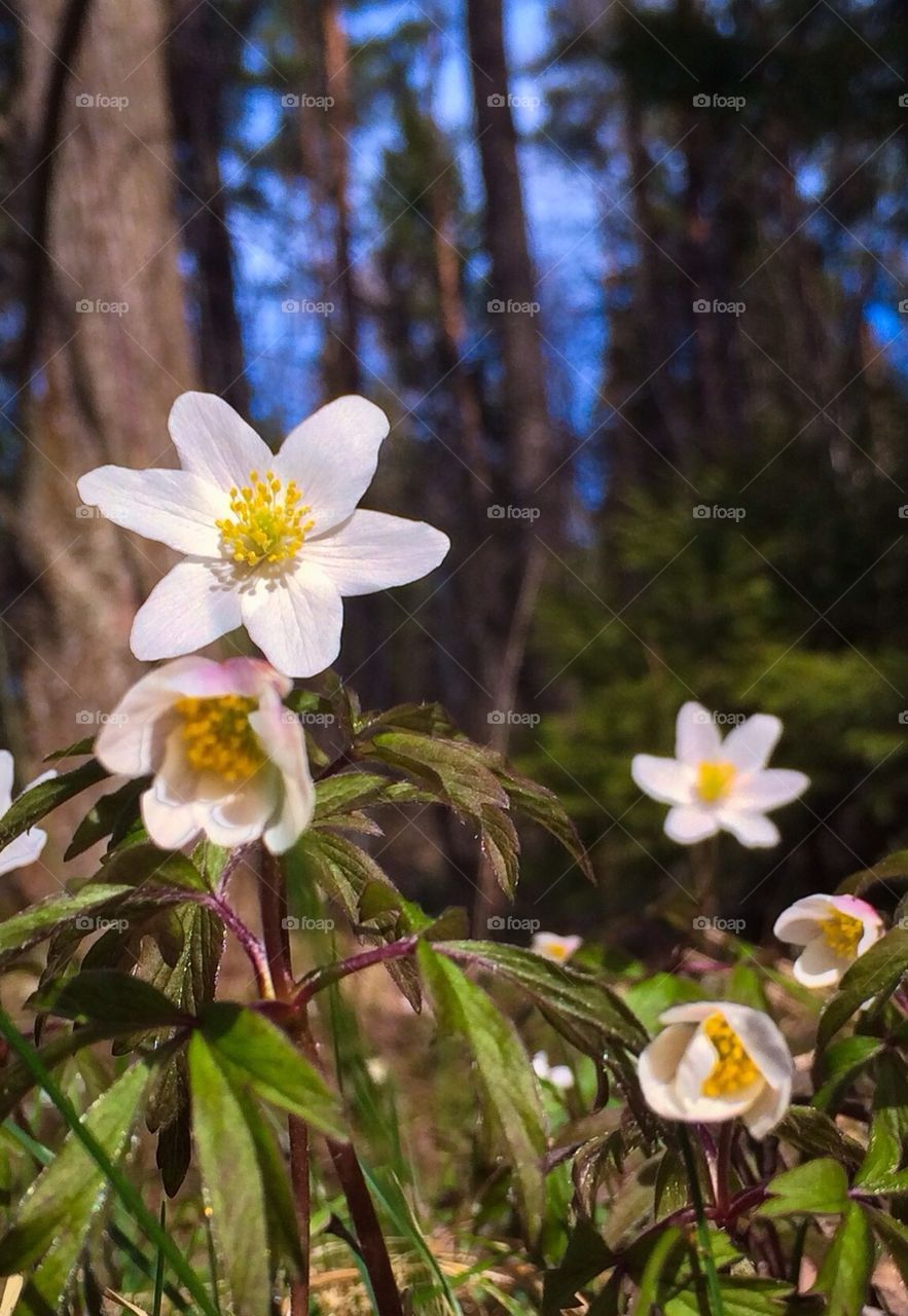 Spring flowers