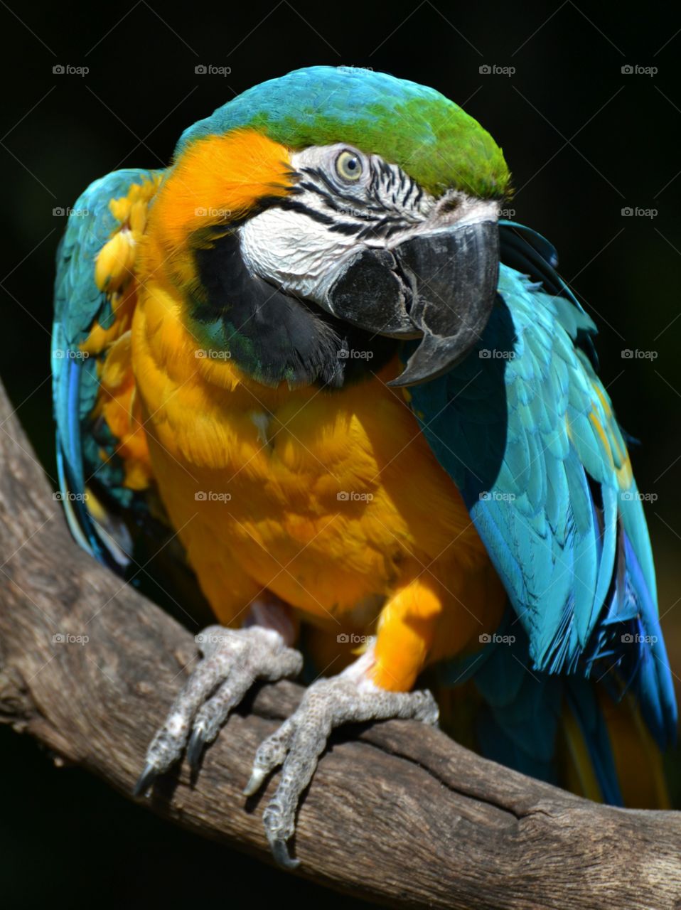 parrot