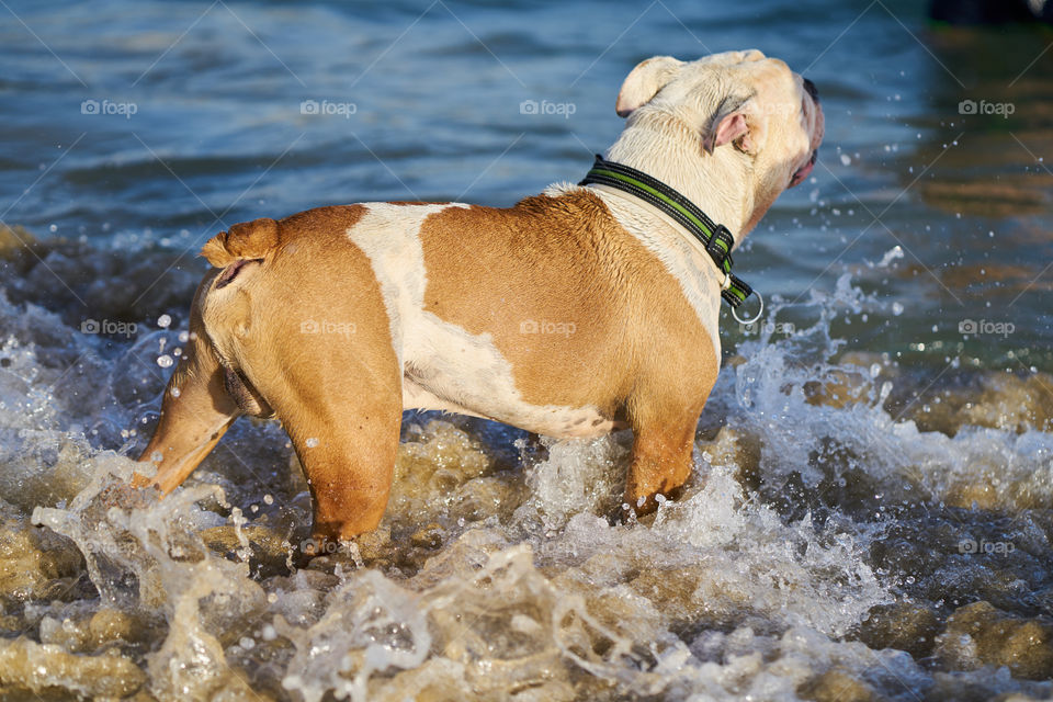 Bulldog inglés blanco en la playa