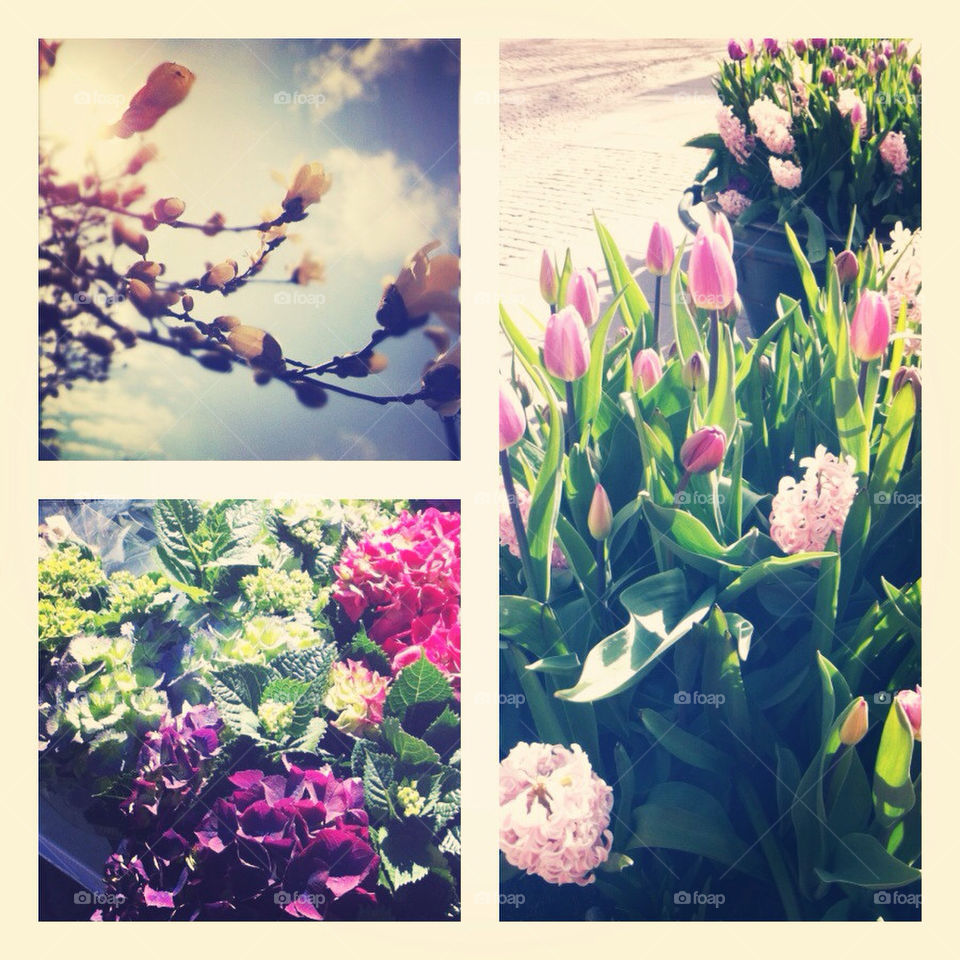 Flowers in springtime