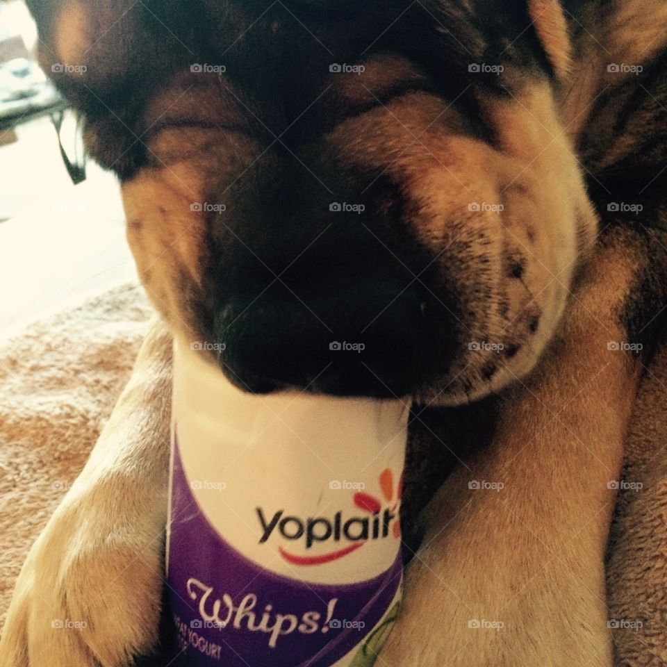 Dog likes yogurt