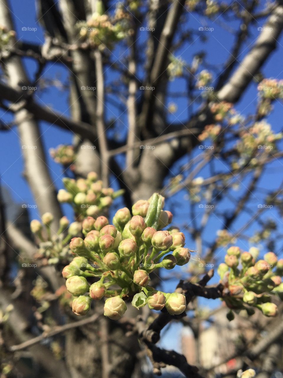 Spring bud 
