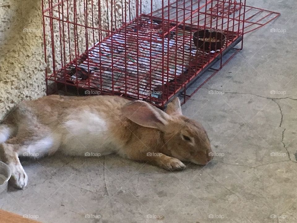 Bunny rest