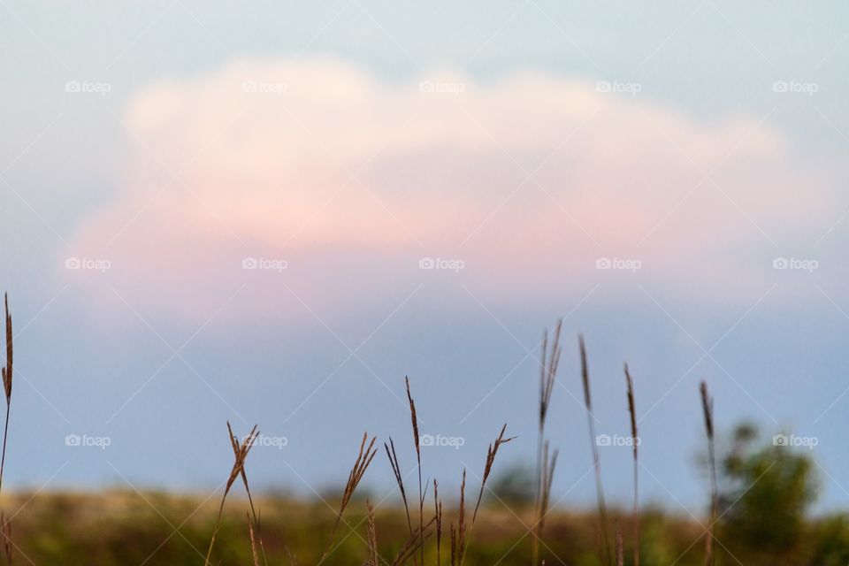 Skyline with grass in foreground 