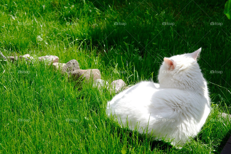 green white grass cat by razornuku